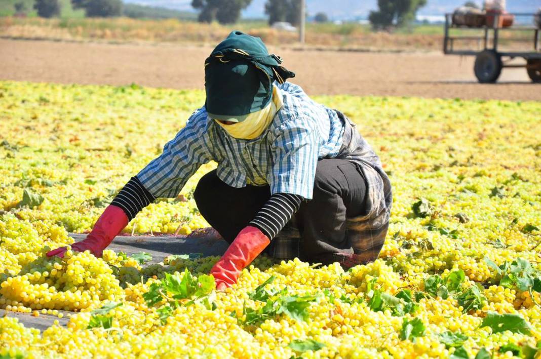 Üzüm ihracatının yüzde 90'ı bu kentten yapılıyor: 103 ülkeye gönderiliyor! Üzümler serildi, ovadan renkli görüntüler... 3